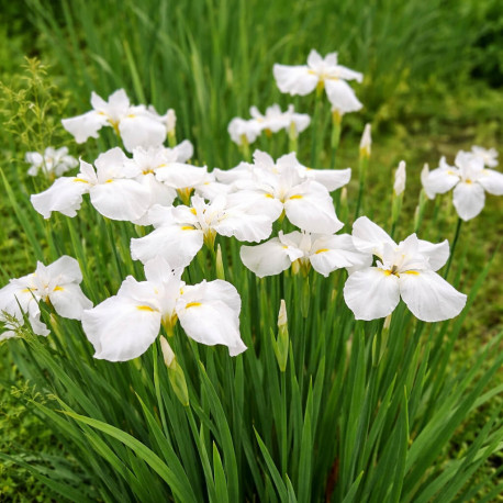 Iris kaempferi White POT DE 9cm - Plante de Bassin