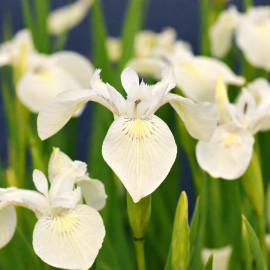 Iris pseudacorus Alba POT DE 9cm - Plante de Bassin