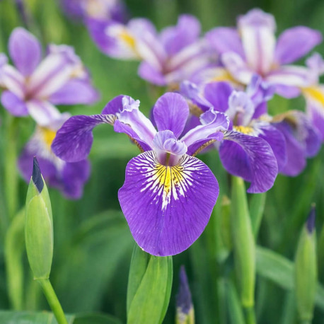 Iris pseudacorus Blue POT DE 9cm - Plante de Bassin
