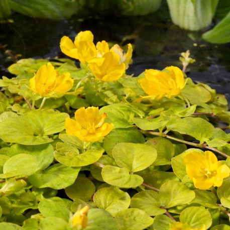 Lysimachia nummularia aurea POT DE 9cm - Plante de Bassin