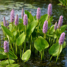 Pontederia cordata Pink Pons POT DE 9cm - Plante de Bassin