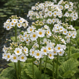 Primula japonica Alba POT DE 9cm - Plante de Bassin
