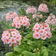 Primula japonica Apple Blossom POT DE 9cm - Plante de Bassin