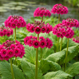 Primula japonica Miller's Crimson POT DE 9cm - Plante de Bassin