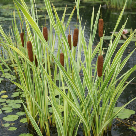 Typha latifolia latifolia massette POT DE 9cm - Plante de Bassin