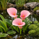 Zantedeschia aethiopica Pink Arum d'Éthiopie POT DE 9cm - Plante de Bassin