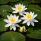 Nymphaea Odorata Alba POT DE 11cm - Nénuphar Plante de bassin