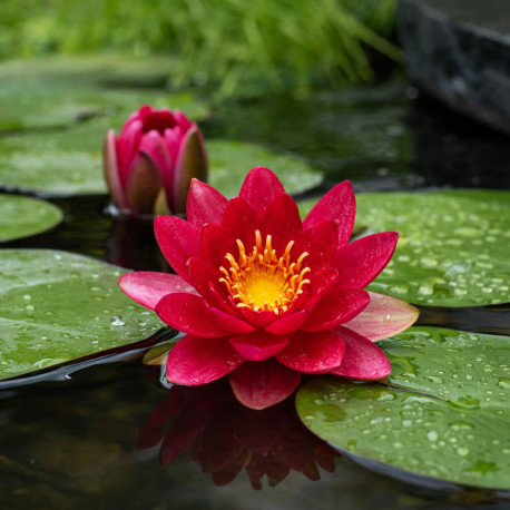 Nymphaea Pygmea Rubra POT DE 11cm - Nénuphar Plante de bassin