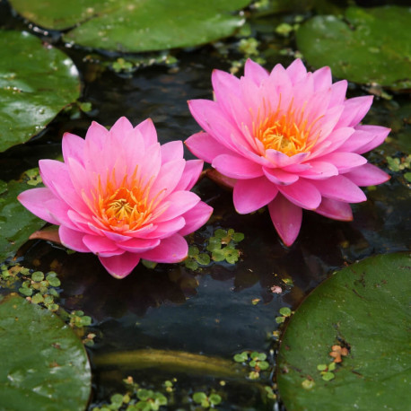 Nymphaea American Star POT DE 11cm - Nénuphar Plante de bassin
