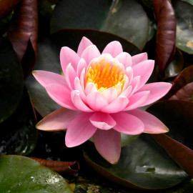 Nymphaea Fabiola POT DE 11cm - Nénuphar Plante de bassin