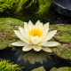 Nymphaea Lemon Mist POT DE 11cm - Nénuphar Plante de bassin