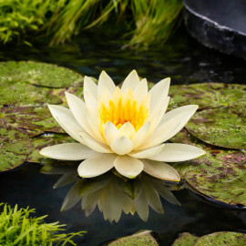Nymphaea Lemon Mist POT DE 11cm - Nénuphar Plante de bassin