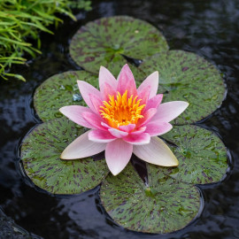 Nymphaea Laydekeri Lilacea POT DE 11cm - Nénuphar Plante de bassin
