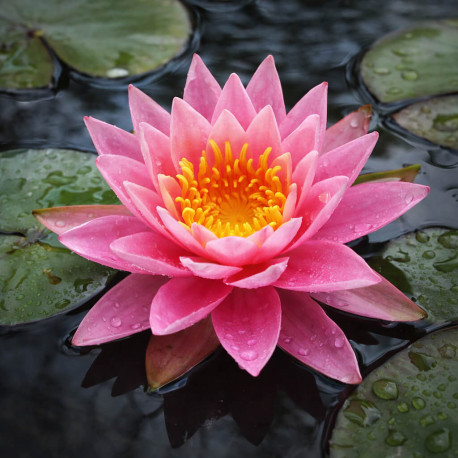 Nymphaea rose Arey POT DE 11cm - Nénuphar Plante de bassin