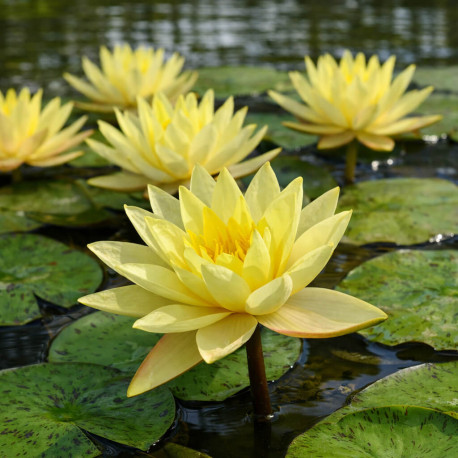 Nymphaea Texas Dawn POT XL DE 3L - Nénuphar Plante de Bassin