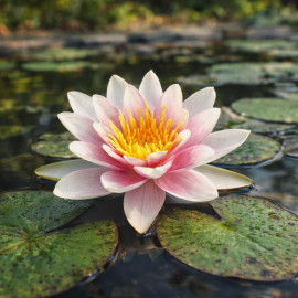 Nymphaea Comanche POT XL DE 3L - Nénuphar Plante de Bassin