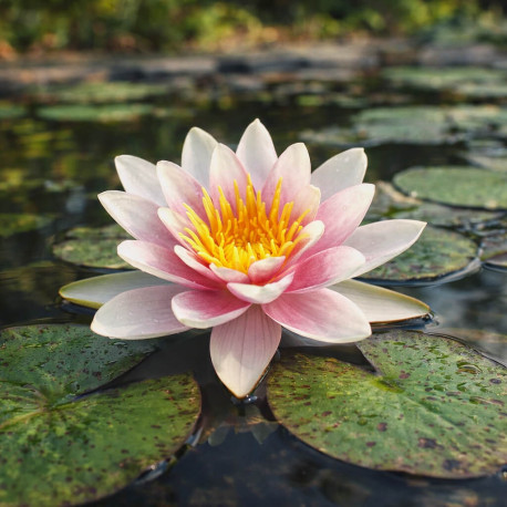 Nymphaea Comanche POT XL DE 3L - Nénuphar Plante de Bassin