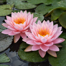 Nymphaea Peter Slocum POT XL DE 3L - Nénuphar Plante de Bassin