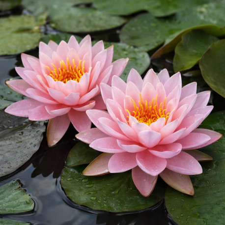 Nymphaea Peter Slocum POT XL DE 3L - Nénuphar Plante de Bassin