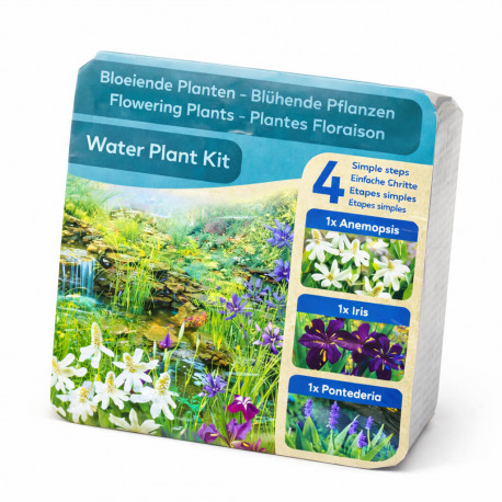 Kit Moerings Plantes Floraison emballage sec 3 plantes aquatiques Anemopsis Iris Pontederia