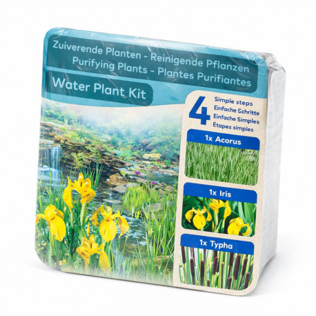Moerings Kit Plantes Purifiantes Emballage Sec - 3 Plantes Epuratrices (Iris, Acorus, Typha)