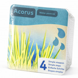 Moerings Kit Acorus Emballage Sec - Acore Odorant Panache (Feuillage Jaune-Vert)