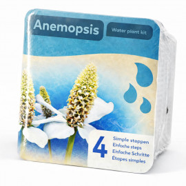 Moerings Kit Anemopsis Emballage Sec - Yerba Mansa Fleurs Blanches Originales