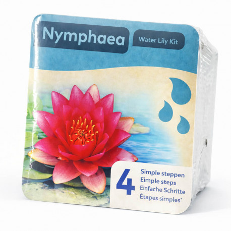 Kit Nymphaea Red - Nénuphar Plante de Bassin Rouge