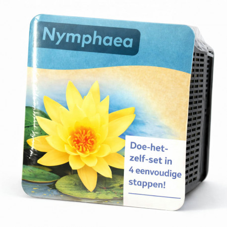 Kit Nymphaea Yellow - Nénuphar Plante de Bassin Jaune