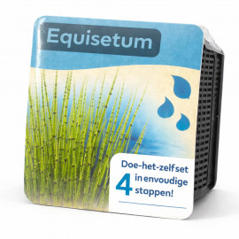 Kit Moerings Equisetum emballage sec prele tiges vertes anneaux noirs graphique