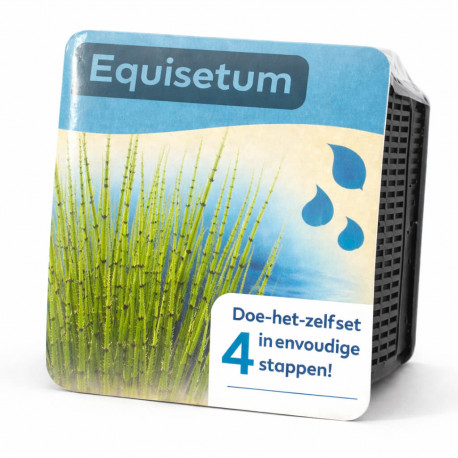 Kit Moerings Equisetum emballage sec prele tiges vertes anneaux noirs graphique