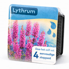 Kit Moerings Lythrum emballage sec salicaire epis fleurs rose magenta
