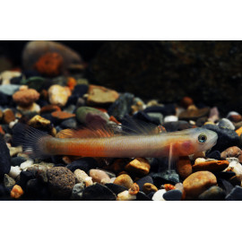 Sicyopterus lagocephalus  (Sauvage - Indonésie)