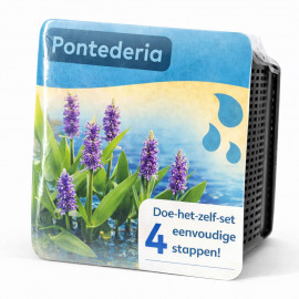 Kit Moerings Pontederia emballage sec pontederie epis bleu lavande feuilles coeur
