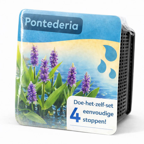 Kit Moerings Pontederia emballage sec pontederie epis bleu lavande feuilles coeur