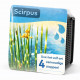Moerings Kit Scirpus Zebrinus Emballage Sec - Jonc Zebre Rayures Vert Blanc