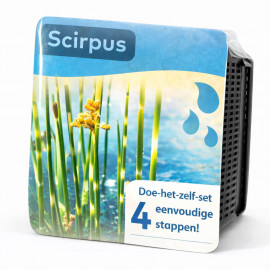 Moerings Kit Scirpus Zebrinus Emballage Sec - Jonc Zebre Rayures Vert Blanc