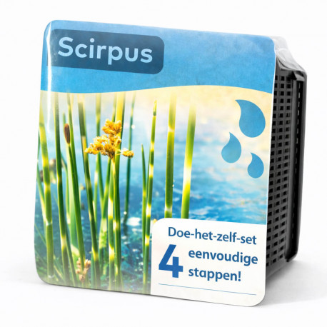 Moerings Kit Scirpus Zebrinus Emballage Sec - Jonc Zebre Rayures Vert Blanc