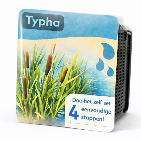 Kit Moerings Typha emballage sec massette quenouille epis bruns cylindriques