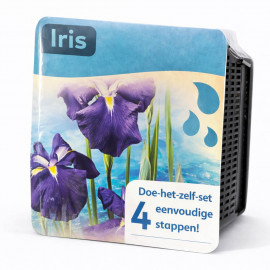 Kit Moerings Iris bleu emballage sec iris eau fleurs bleu violet jaune