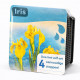 Moerings Kit Iris Jaune Emballage Sec - Iris des Marais Pseudacorus