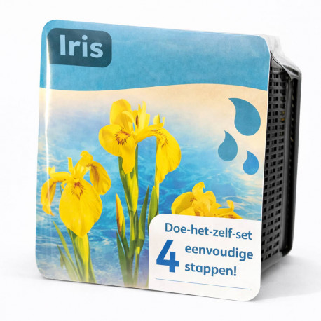 Moerings Kit Iris Jaune Emballage Sec - Iris des Marais Pseudacorus