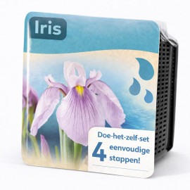Kit Moerings Iris rose emballage sec iris eau fleurs rose lilas jaune