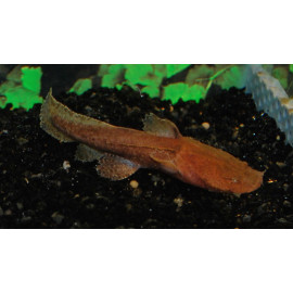 Chaca Bankanensis (Silure-crapaud)