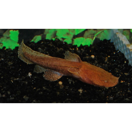 Chaca Bankanensis (Silure-crapaud)