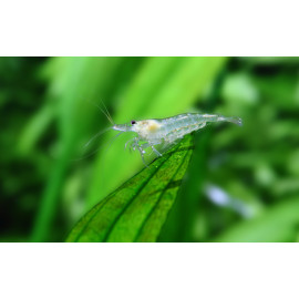 Caridina Multidentata snow white - Crevette Japonica Amano Anti-Algues Aquarium Eau Douce - Taille S-M