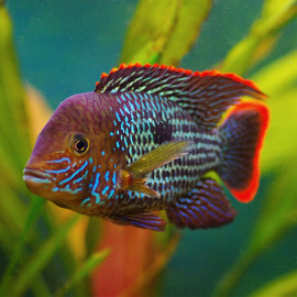 Aequidens rivulatus - Green Terror