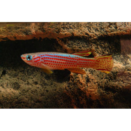 Aphyosemion stratium COUPLE - Killi rayé africain