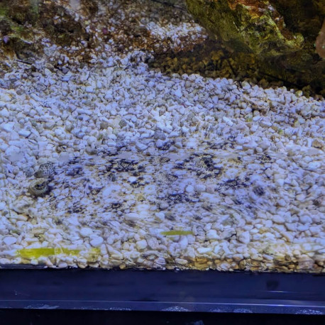 Bothus mancus - Flet Fleuri