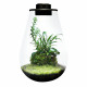 Bioart drop 345 black - MINI TERRARIUM WABI-KUSA DÉCORATION D'INTÉRIEUR